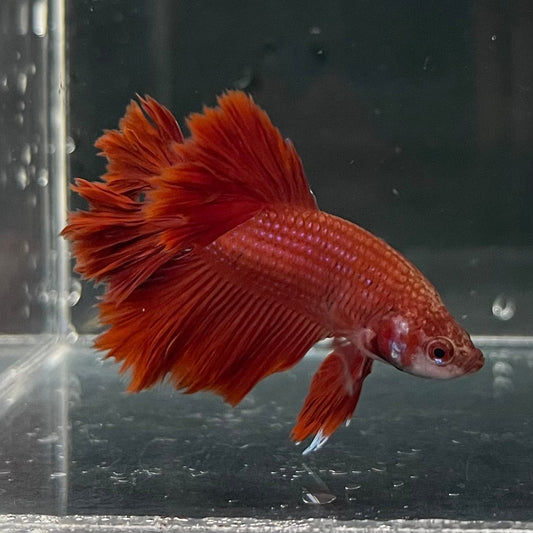 the-fish-farm Premium Male Betta Red Rosetail Premium Male Betta - One Only - 2 Explore our Red Rosetail Male Bettas at The Fish Farm Australia