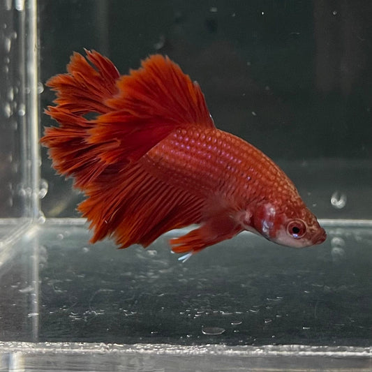 the-fish-farm Premium Male Betta Red Rosetail Premium Male Betta - One Only - 2 Explore our Red Rosetail Male Bettas at The Fish Farm Australia