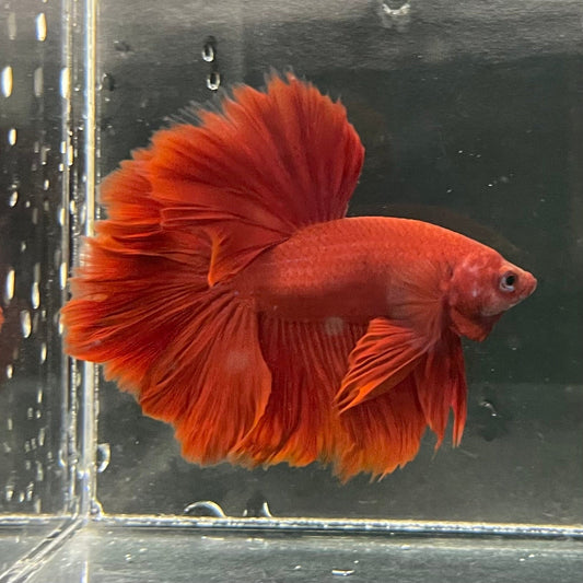 the-fish-farm Premium Male Betta Red Rosetail Premium Male Betta - One Only - 3 Explore our Red Rosetail Male Bettas at The Fish Farm Australia