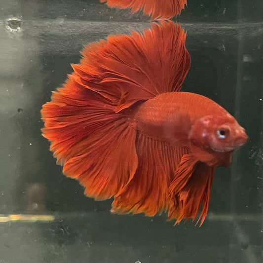 the-fish-farm Premium Male Betta Red Rosetail Premium Male Betta - One Only - 3 Explore our Red Rosetail Male Bettas at The Fish Farm Australia