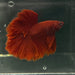 the-fish-farm Premium Male Betta Red Rosetail Premium Male Betta - One Only - 3 Explore our Red Rosetail Male Bettas at The Fish Farm Australia