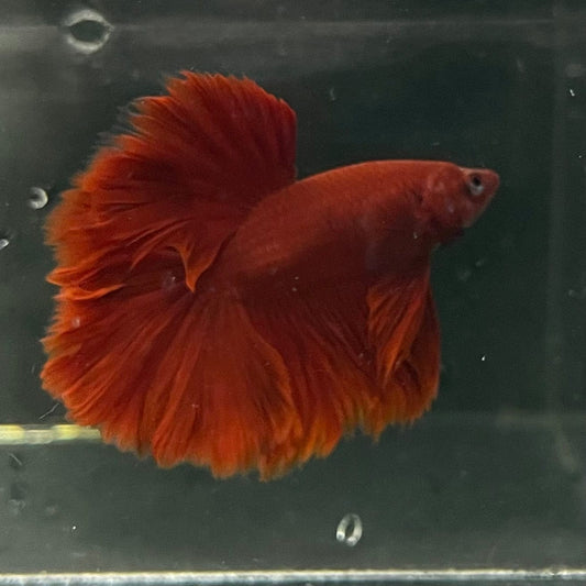 the-fish-farm Premium Male Betta Red Rosetail Premium Male Betta - One Only - 3 Explore our Red Rosetail Male Bettas at The Fish Farm Australia