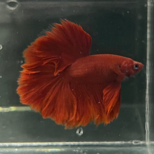 the-fish-farm Premium Male Betta Red Rosetail Premium Male Betta - One Only - 4 Explore our Red Rosetail Male Bettas at The Fish Farm Australia