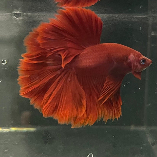 the-fish-farm Premium Male Betta Red Rosetail Premium Male Betta - One Only - 4 Explore our Red Rosetail Male Bettas at The Fish Farm Australia