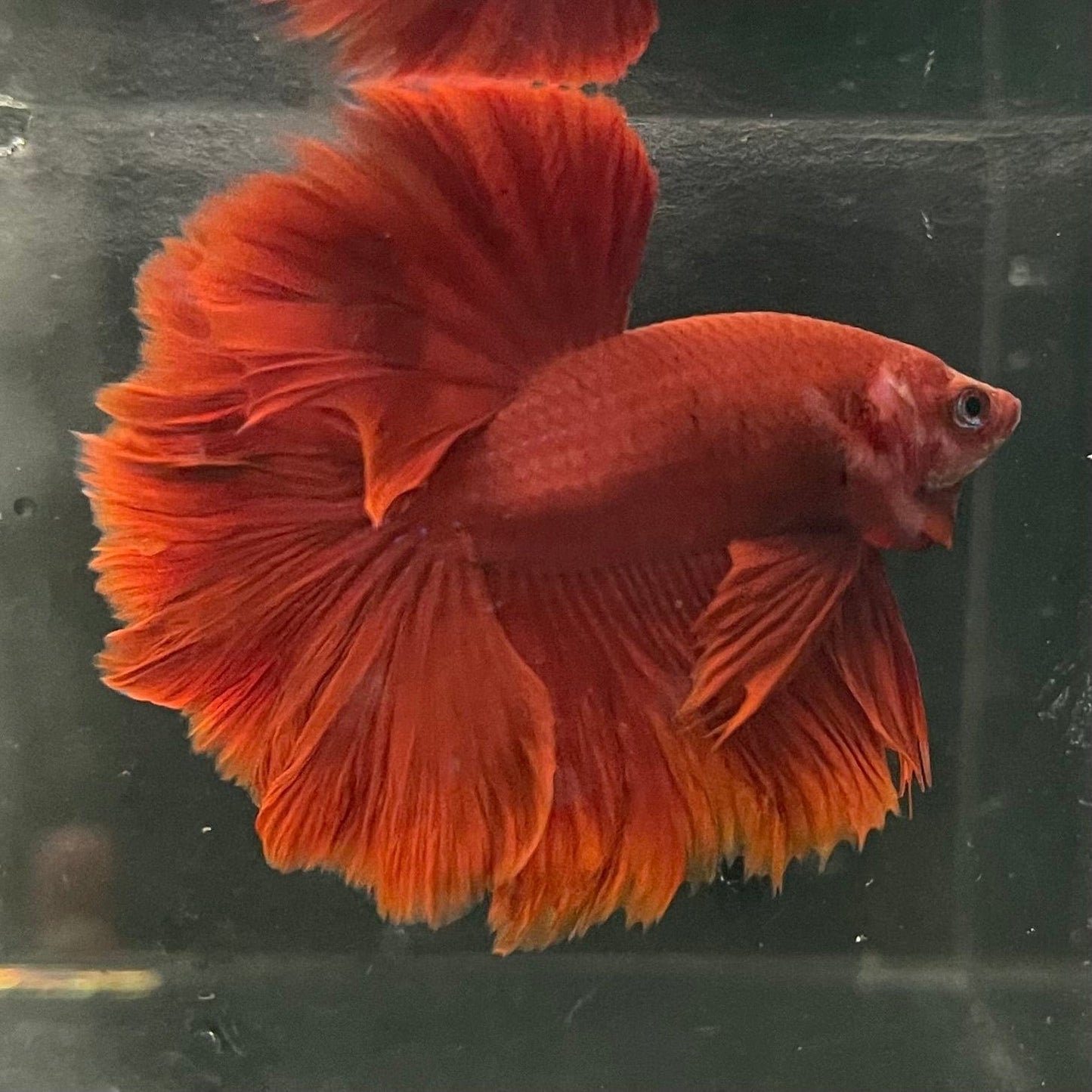 the-fish-farm Premium Male Betta Red Rosetail Premium Male Betta - One Only - 4 Explore our Red Rosetail Male Bettas at The Fish Farm Australia