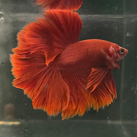the-fish-farm Premium Male Betta Red Rosetail Premium Male Betta - One Only - 4 Explore our Red Rosetail Male Bettas at The Fish Farm Australia