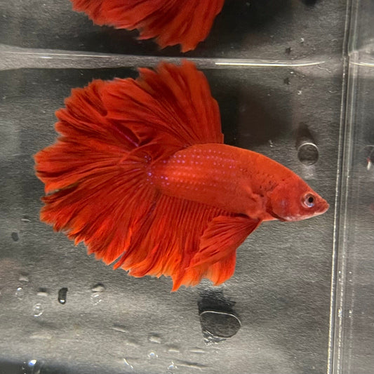 the-fish-farm Premium Male Betta Red Rosetail Premium Male Betta - One Only - 5 Explore our Red Rosetail Male Bettas at The Fish Farm Australia