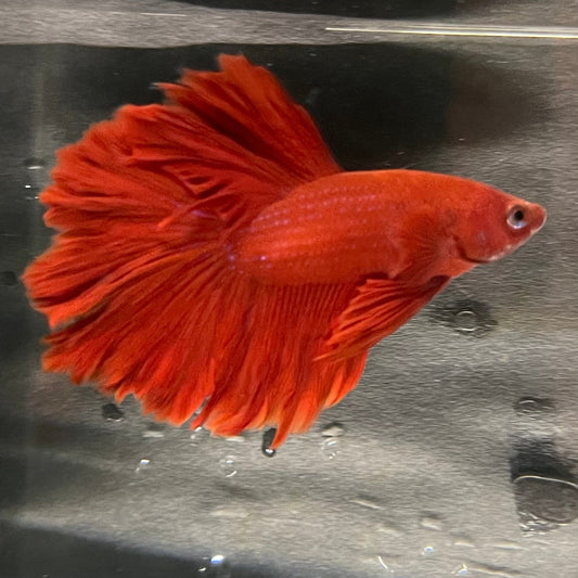 the-fish-farm Premium Male Betta Red Rosetail Premium Male Betta - One Only - 5 Explore our Red Rosetail Male Bettas at The Fish Farm Australia