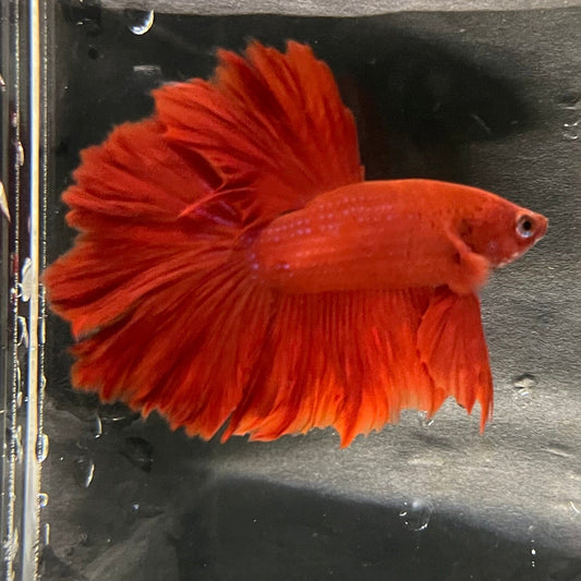 the-fish-farm Premium Male Betta Red Rosetail Premium Male Betta - One Only - 5 Explore our Red Rosetail Male Bettas at The Fish Farm Australia