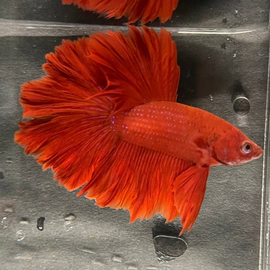 the-fish-farm Premium Male Betta Red Rosetail Premium Male Betta - One Only - 5 Explore our Red Rosetail Male Bettas at The Fish Farm Australia