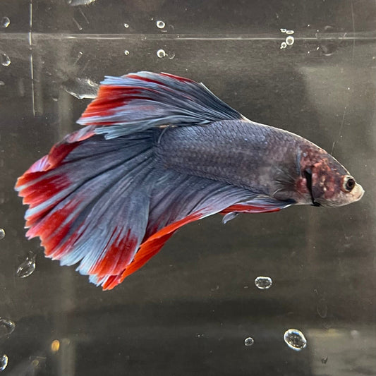 the-fish-farm Premium Male Betta Super Delta Tail Premium Betta Male - One Only - 1 Buy this Super Delta Tail Premium Male Betta - One Only in Australia