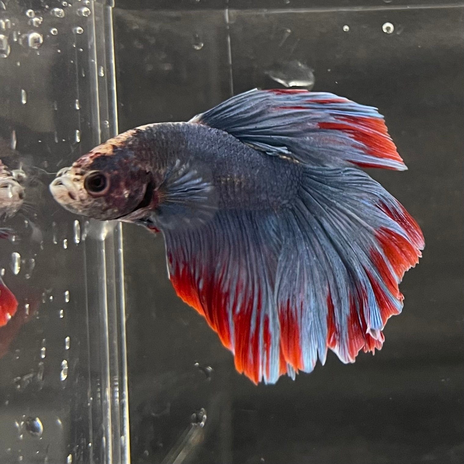the-fish-farm Premium Male Betta Super Delta Tail Premium Betta Male - One Only - 1 Buy this Super Delta Tail Premium Male Betta - One Only in Australia