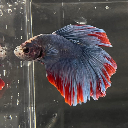 the-fish-farm Premium Male Betta Super Delta Tail Premium Betta Male - One Only - 1 Buy this Super Delta Tail Premium Male Betta - One Only in Australia