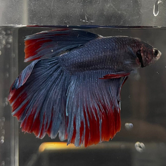 the-fish-farm Premium Male Betta Super Delta Tail Premium Betta Male - One Only - 1 Buy this Super Delta Tail Premium Male Betta - One Only in Australia