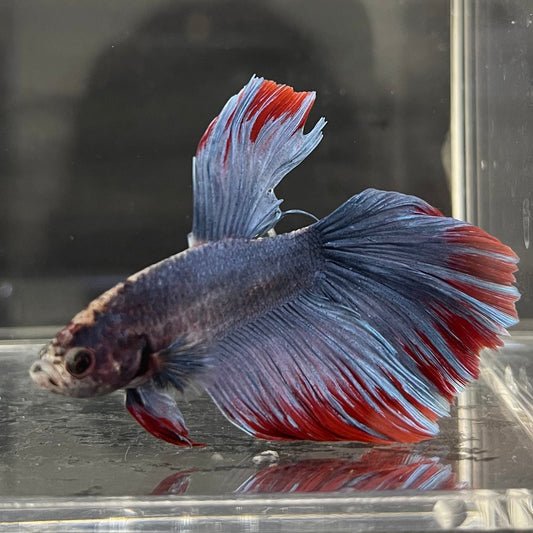 the-fish-farm Premium Male Betta Super Delta Tail Premium Betta Male - One Only - 1 Buy this Super Delta Tail Premium Male Betta - One Only in Australia