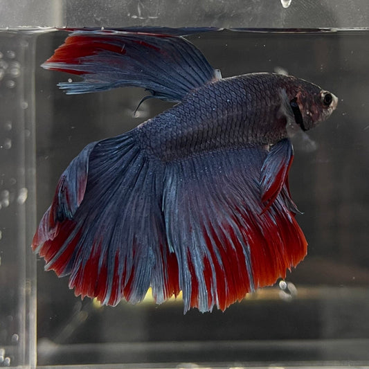 the-fish-farm Premium Male Betta Super Delta Tail Premium Betta Male - One Only - 1 Buy this Super Delta Tail Premium Male Betta - One Only in Australia
