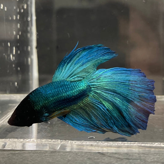 the-fish-farm Premium Male Betta Super Delta Tail Premium Betta Male - One Only - 2 Buy this Super Delta Tail Premium Male Betta - One Only in Australia