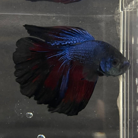 the-fish-farm Premium Male Betta Super Delta Tail Premium Betta Male - One Only - 3 Buy this Super Delta Tail Premium Male Betta - One Only in Australia