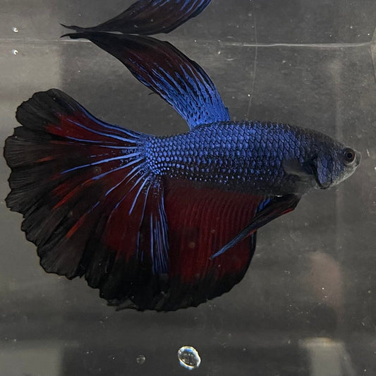 the-fish-farm Premium Male Betta Super Delta Tail Premium Betta Male - One Only - 3 Buy this Super Delta Tail Premium Male Betta - One Only in Australia