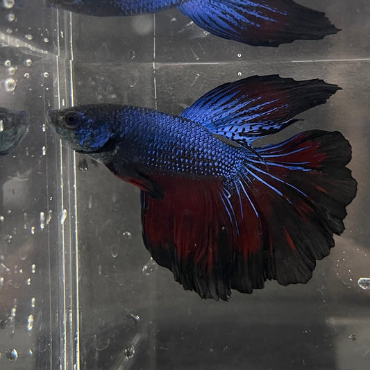 the-fish-farm Premium Male Betta Super Delta Tail Premium Betta Male - One Only - 3 Buy this Super Delta Tail Premium Male Betta - One Only in Australia
