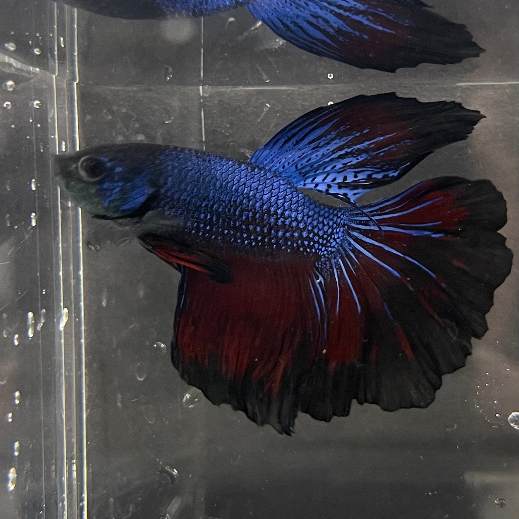the-fish-farm Premium Male Betta Super Delta Tail Premium Betta Male - One Only - 3 Buy this Super Delta Tail Premium Male Betta - One Only in Australia