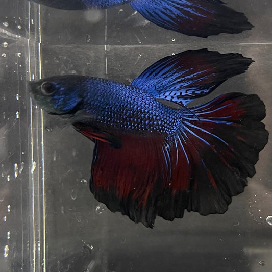 the-fish-farm Premium Male Betta Super Delta Tail Premium Betta Male - One Only - 3 Buy this Super Delta Tail Premium Male Betta - One Only in Australia