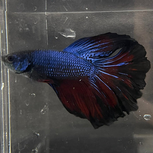 the-fish-farm Premium Male Betta Super Delta Tail Premium Betta Male - One Only - 3 Buy this Super Delta Tail Premium Male Betta - One Only in Australia