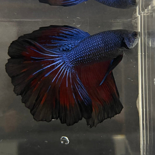 the-fish-farm Premium Male Betta Super Delta Tail Premium Betta Male - One Only - 3 Buy this Super Delta Tail Premium Male Betta - One Only in Australia
