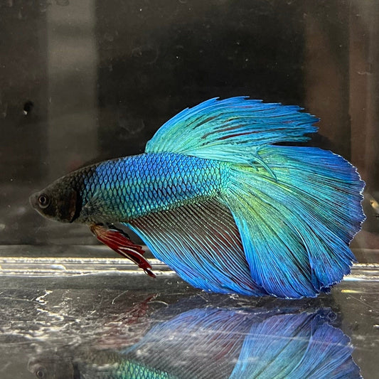 the-fish-farm Premium Male Betta Super Delta Tail Premium Betta Male - One Only - 4 Buy this Super Delta Tail Premium Male Betta - One Only in Australia