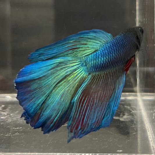 the-fish-farm Premium Male Betta Super Delta Tail Premium Betta Male - One Only - 4 Buy this Super Delta Tail Premium Male Betta - One Only in Australia