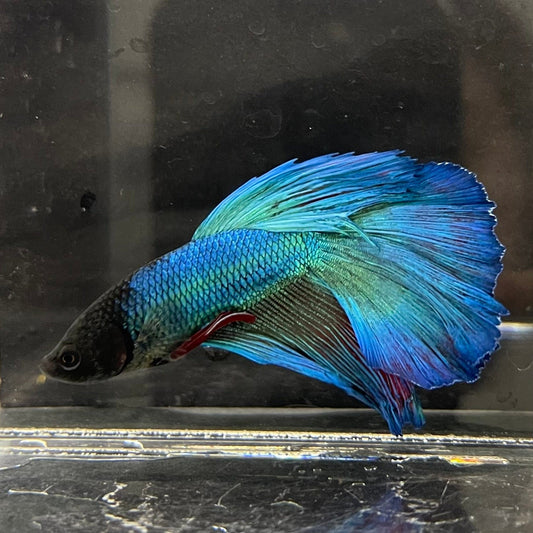 the-fish-farm Premium Male Betta Super Delta Tail Premium Betta Male - One Only - 4 Buy this Super Delta Tail Premium Male Betta - One Only in Australia