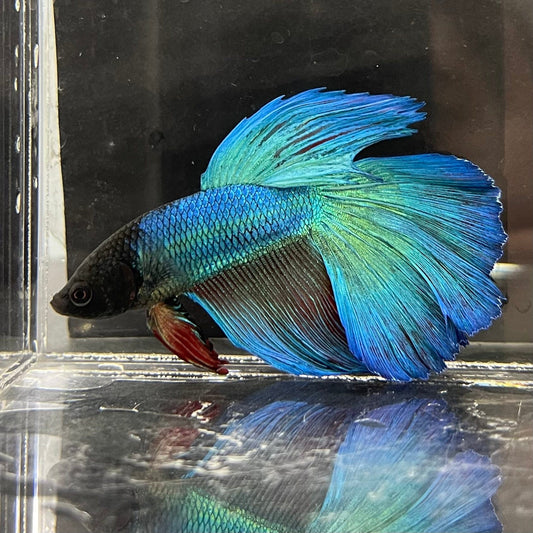the-fish-farm Premium Male Betta Super Delta Tail Premium Betta Male - One Only - 4 Buy this Super Delta Tail Premium Male Betta - One Only in Australia