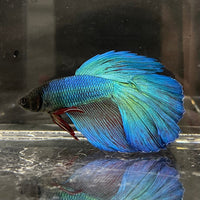 the-fish-farm Premium Male Betta Super Delta Tail Premium Betta Male - One Only - 4 Buy this Super Delta Tail Premium Male Betta - One Only in Australia
