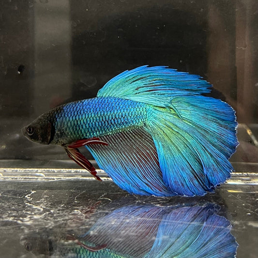 the-fish-farm Premium Male Betta Super Delta Tail Premium Betta Male - One Only - 4 Buy this Super Delta Tail Premium Male Betta - One Only in Australia