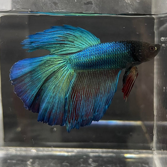 the-fish-farm Premium Male Betta Super Delta Tail Premium Betta Male - One Only - 4 Buy this Super Delta Tail Premium Male Betta - One Only in Australia