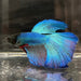 the-fish-farm Premium Male Betta Super Delta Tail Premium Betta Male - One Only - 4 Buy this Super Delta Tail Premium Male Betta - One Only in Australia