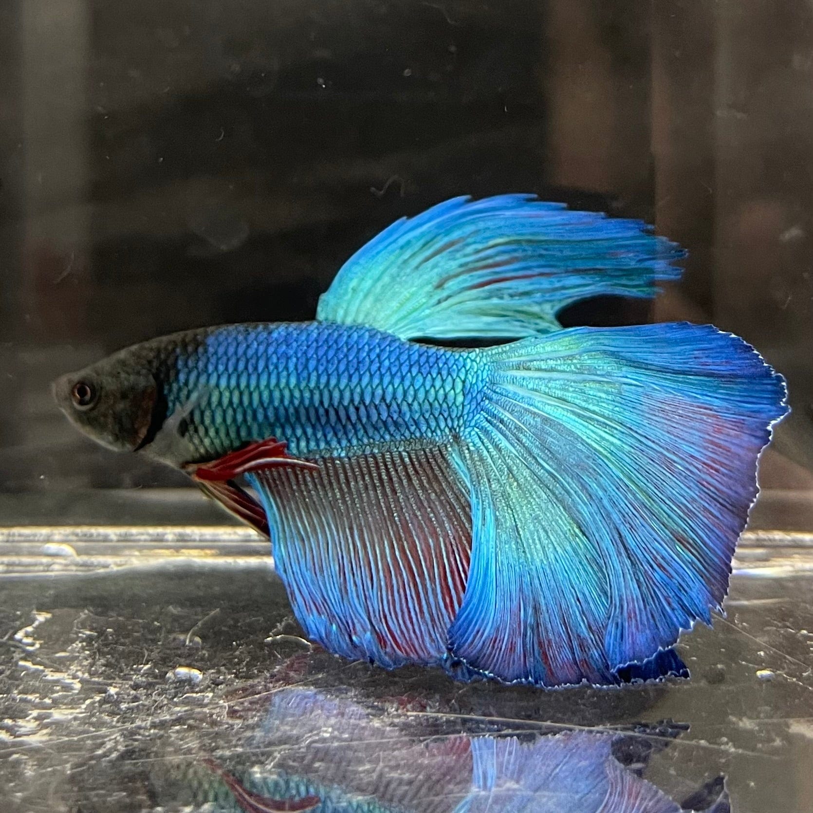 the-fish-farm Premium Male Betta Super Delta Tail Premium Betta Male - One Only - 4 Buy this Super Delta Tail Premium Male Betta - One Only in Australia
