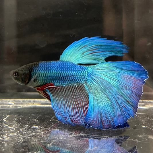 the-fish-farm Premium Male Betta Super Delta Tail Premium Betta Male - One Only - 4 Buy this Super Delta Tail Premium Male Betta - One Only in Australia