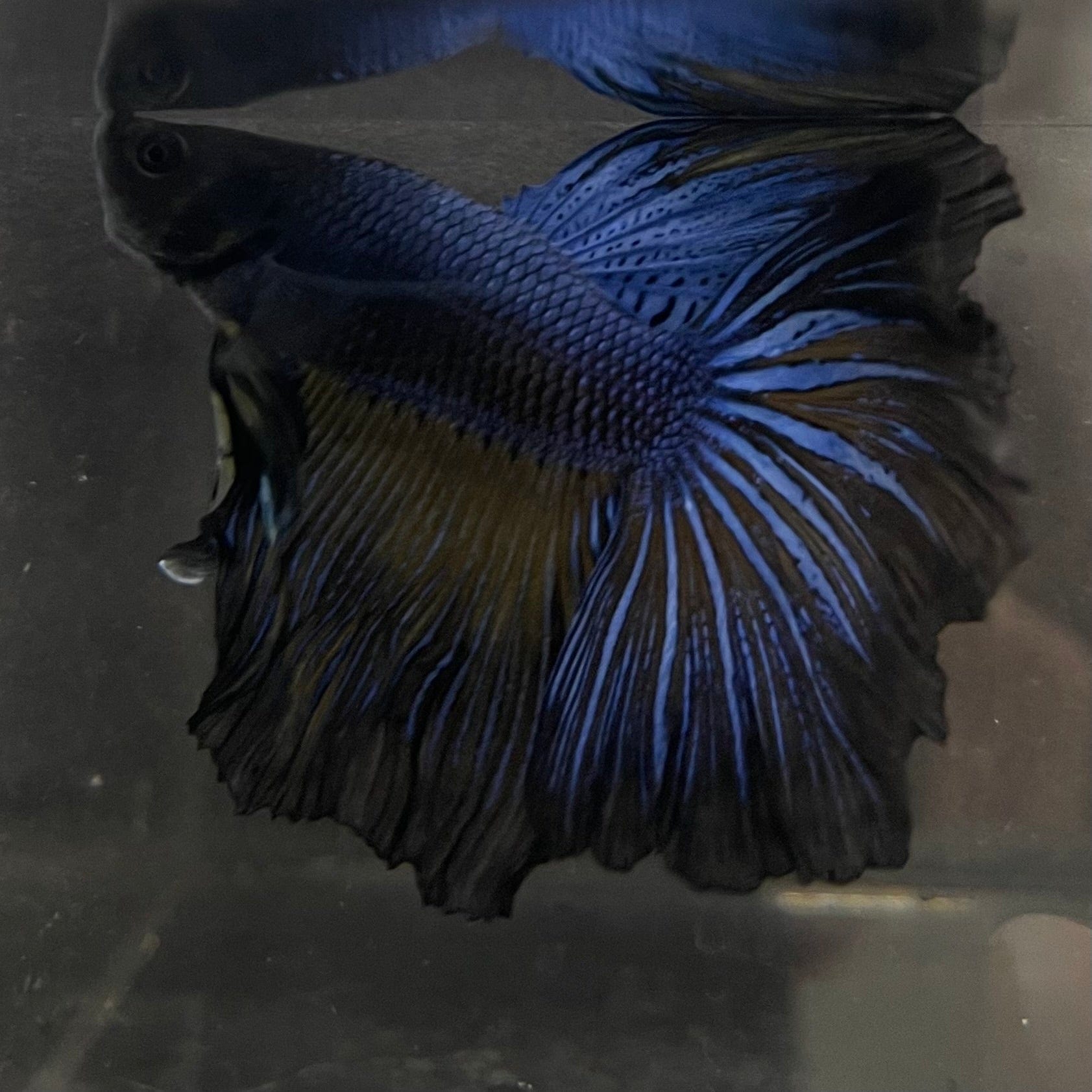 the-fish-farm Premium Male Betta Super Delta Tail Premium Betta Male - One Only - 7 Buy this Super Delta Tail Premium Male Betta - One Only in Australia