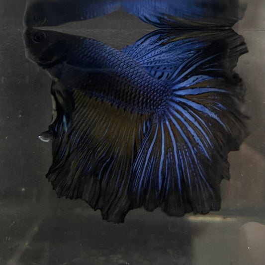 the-fish-farm Premium Male Betta Super Delta Tail Premium Betta Male - One Only - 7 Buy this Super Delta Tail Premium Male Betta - One Only in Australia