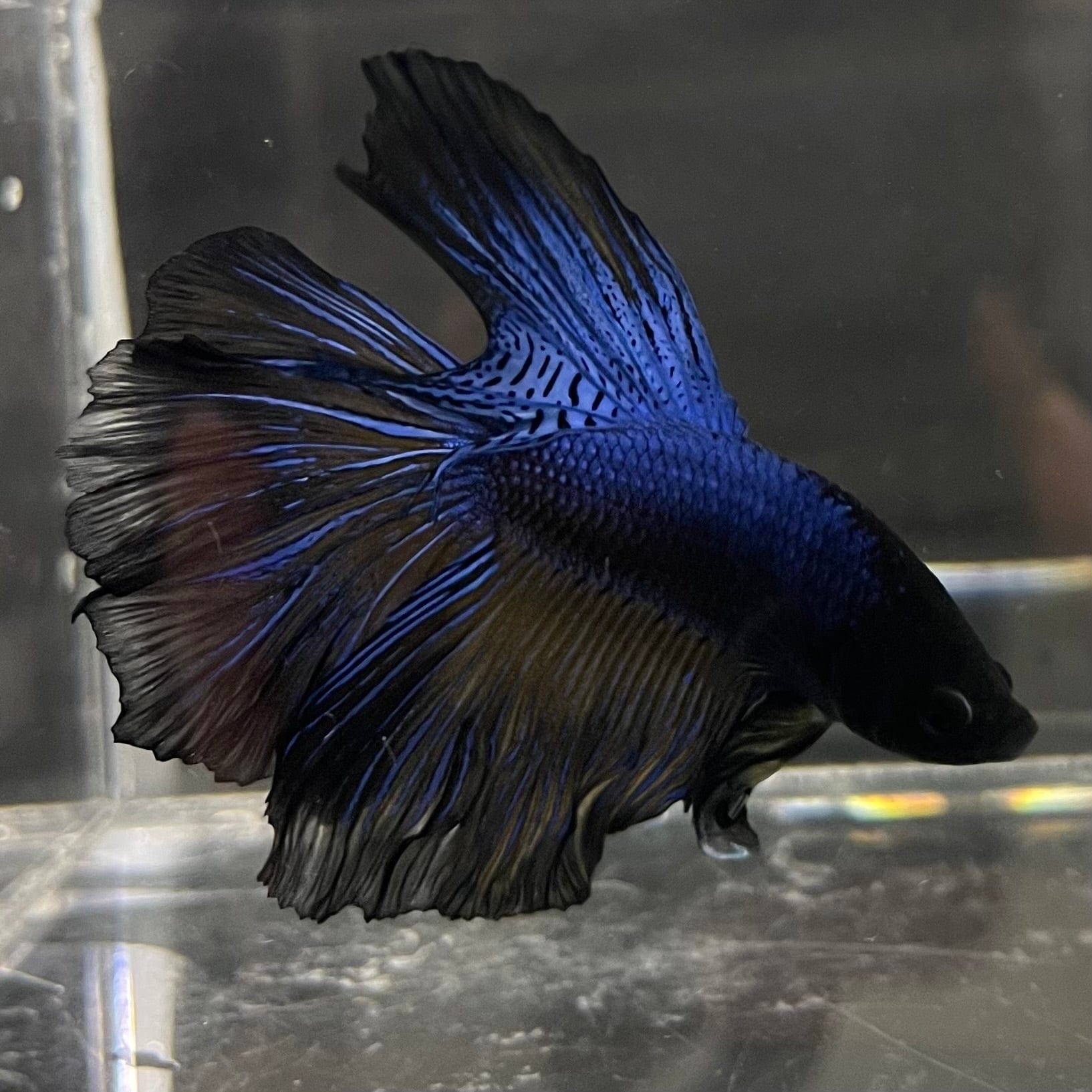 the-fish-farm Premium Male Betta Super Delta Tail Premium Betta Male - One Only - 7 Buy this Super Delta Tail Premium Male Betta - One Only in Australia