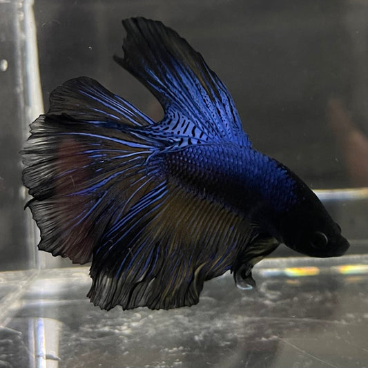the-fish-farm Premium Male Betta Super Delta Tail Premium Betta Male - One Only - 7 Buy this Super Delta Tail Premium Male Betta - One Only in Australia