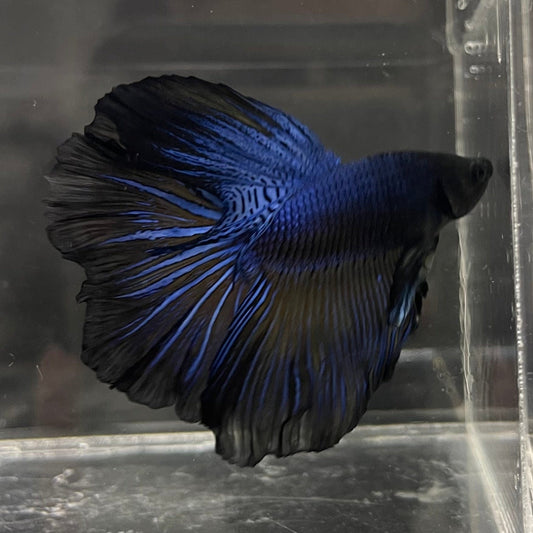 the-fish-farm Premium Male Betta Super Delta Tail Premium Betta Male - One Only - 7 Buy this Super Delta Tail Premium Male Betta - One Only in Australia