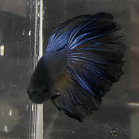 the-fish-farm Premium Male Betta Super Delta Tail Premium Betta Male - One Only - 7 Buy this Super Delta Tail Premium Male Betta - One Only in Australia