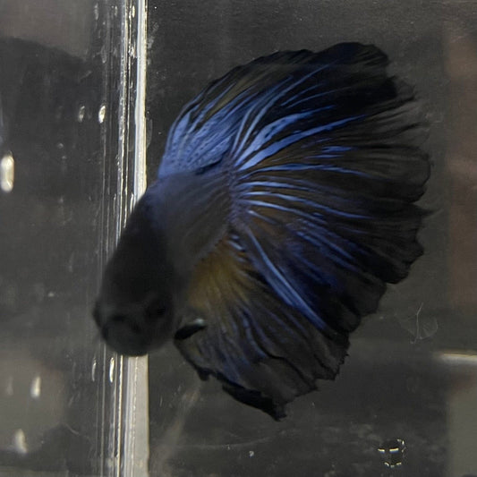 the-fish-farm Premium Male Betta Super Delta Tail Premium Betta Male - One Only - 7 Buy this Super Delta Tail Premium Male Betta - One Only in Australia