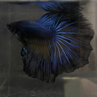 the-fish-farm Premium Male Betta Super Delta Tail Premium Betta Male - One Only - 7 Buy this Super Delta Tail Premium Male Betta - One Only in Australia