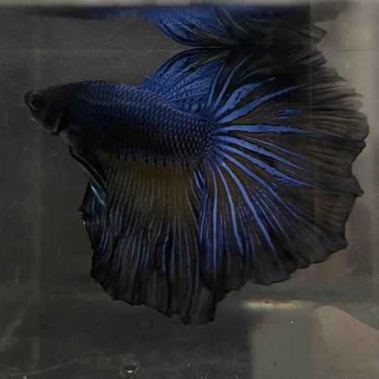 the-fish-farm Premium Male Betta Super Delta Tail Premium Betta Male - One Only - 7 Buy this Super Delta Tail Premium Male Betta - One Only in Australia