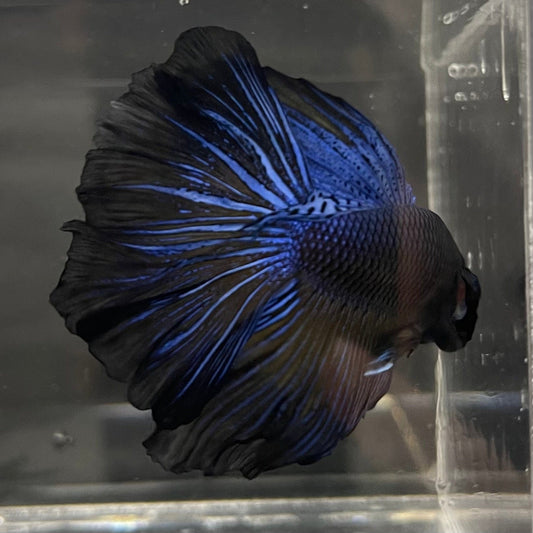 the-fish-farm Premium Male Betta Super Delta Tail Premium Betta Male - One Only - 7 Buy this Super Delta Tail Premium Male Betta - One Only in Australia