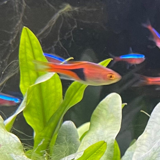 the-fish-farm Rasbora Harlequin Rasbora Harlequin Rasbora - The Fish Farm