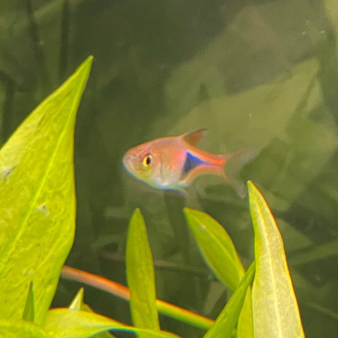 the-fish-farm Rasbora Harlequin Rasbora Harlequin Rasbora - The Fish Farm